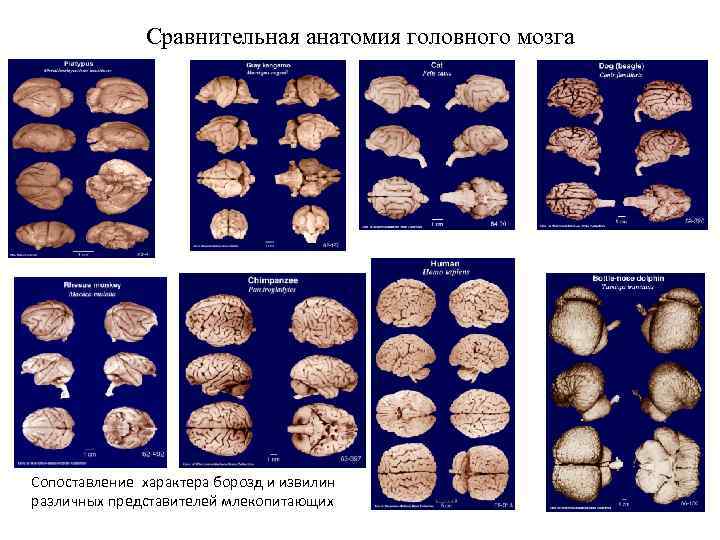 Сравнительная анатомия головного мозга Сопоставление характера борозд и извилин различных представителей млекопитающих 