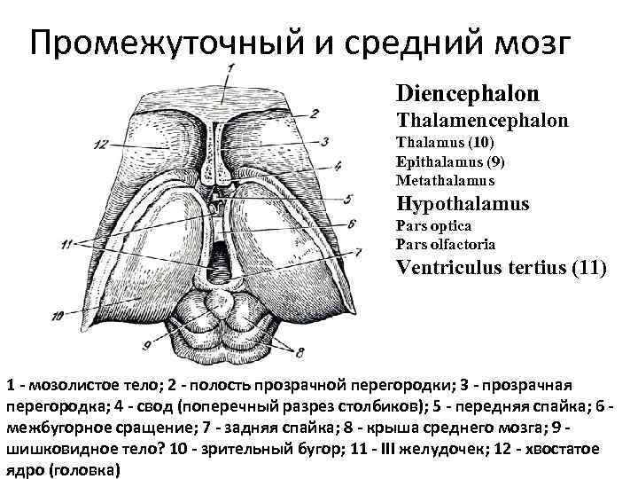 Промежуточный и средний мозг Diencephalon Thalamus (10) Epithalamus (9) Metathalamus Hypothalamus Pars optica Pars