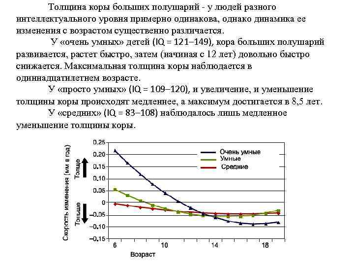  Толщина коры больших полушарий - у людей разного интеллектуального уровня примерно одинакова, однако