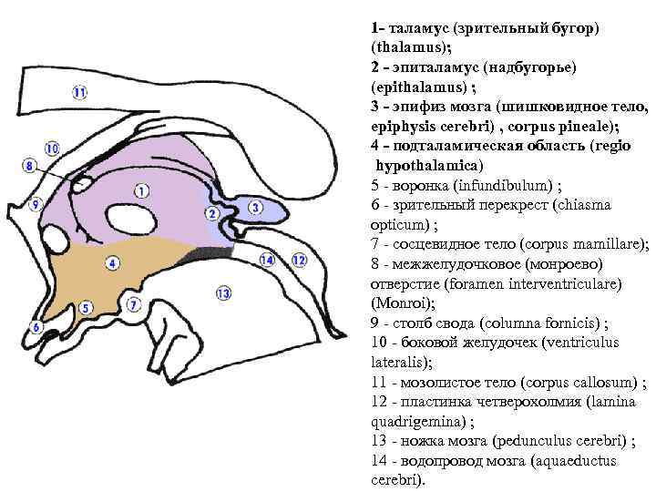  1 - таламус (зрительный бугор) (thalamus); 2 - эпиталамус (надбугорье) (epithalamus) ; 3