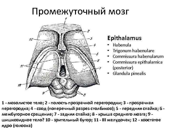 Промежуточный мозг Epithalamus Habenula Trigonum habenulare Commissura habenularum Commissura epithalamica (posterior) • Glandula pinealis