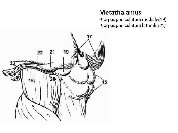 Коленчатые тела мозга. Метаталамус коленчатые тела. Метаталамус анатомия. Метаталамус топография. Метаталамус строение.
