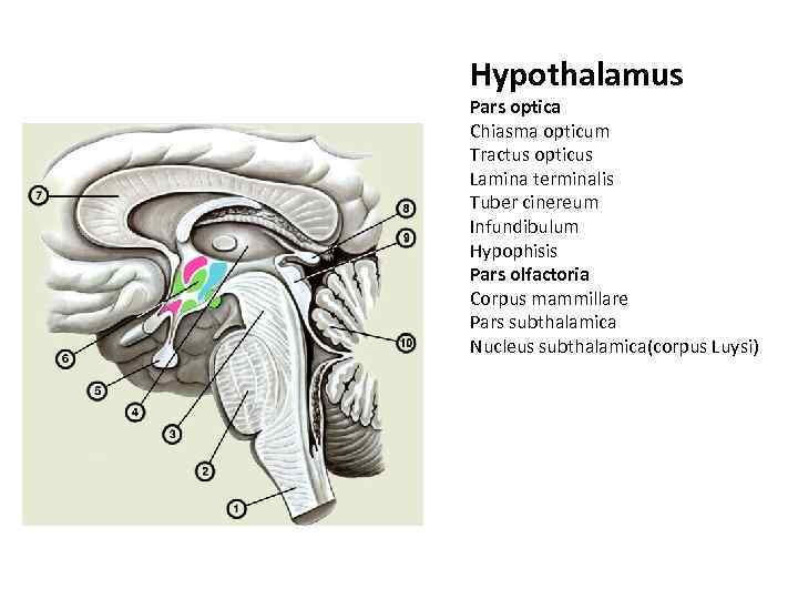 Hypothalamus Pars optica Chiasma opticum Tractus opticus Lamina terminalis Tuber cinereum Infundibulum Hypophisis Pars