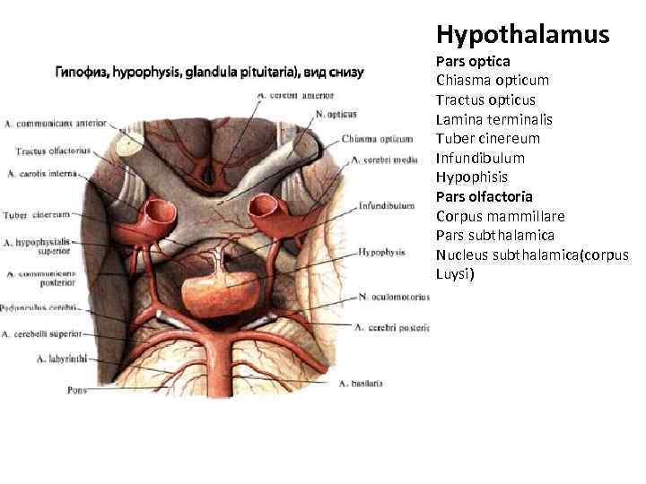 Hypothalamus Pars optica Chiasma opticum Tractus opticus Lamina terminalis Tuber cinereum Infundibulum Hypophisis Pars