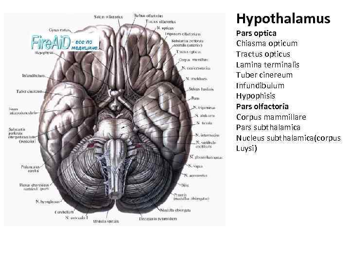 Hypothalamus Pars optica Chiasma opticum Tractus opticus Lamina terminalis Tuber cinereum Infundibulum Hypophisis Pars