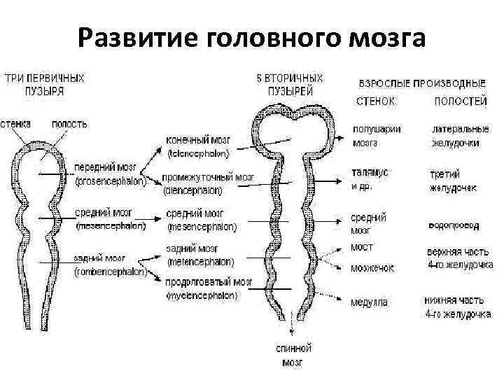 Развитие головного мозга 