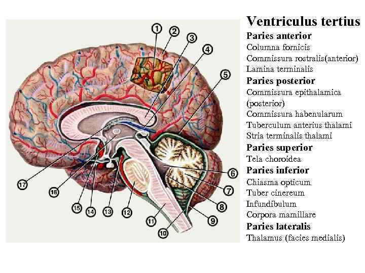 Ventriculus tertius Paries anterior Columna fornicis Commissura rostralis(anterior) Lamina terminalis Paries posterior Commissura epithalamica