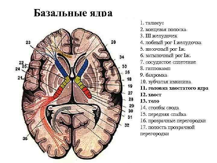 Базальные ядра 1. таламус 2. концевая полоска 3. III желудочек 4. лобный рог I