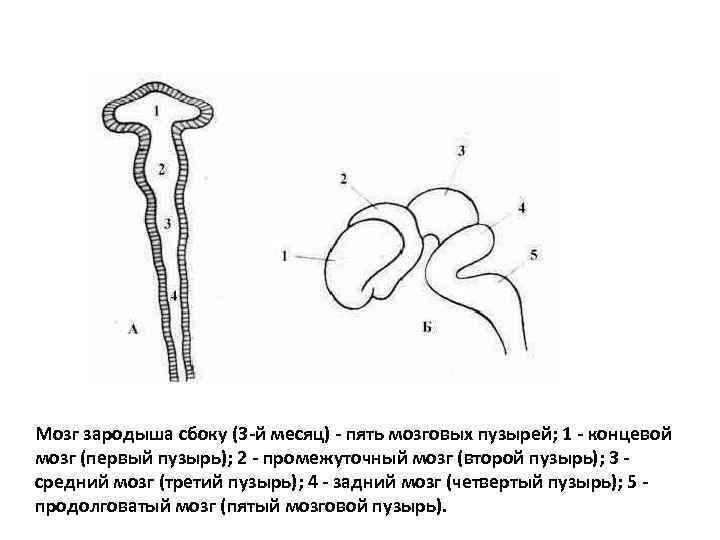 Схема развития головного мозга