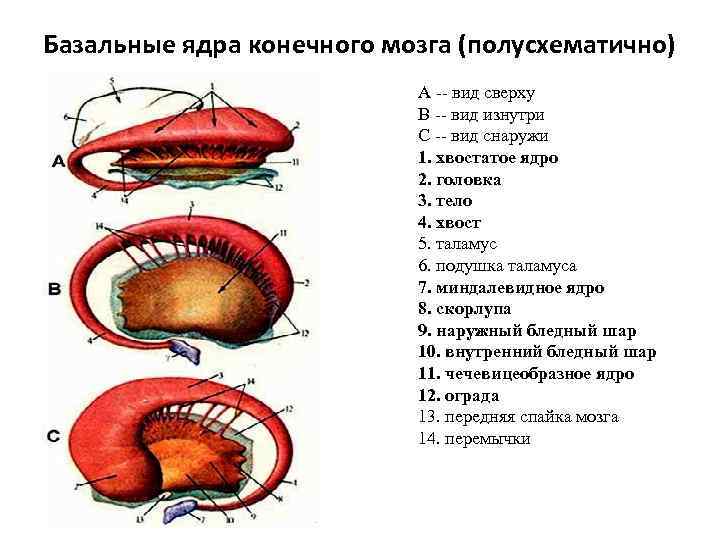 Базальные ядра. Базальные ядра конечного мозга анатомия. Схема горизонтального среза базальных ядер. Базальные ядра анатомия строение. Базальные ядра полушарий головного мозга функции.