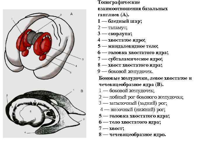 Топографические взаимоотношения базальных ганглиев (А). 1 — бледный шар; 2 — таламус; 3 —