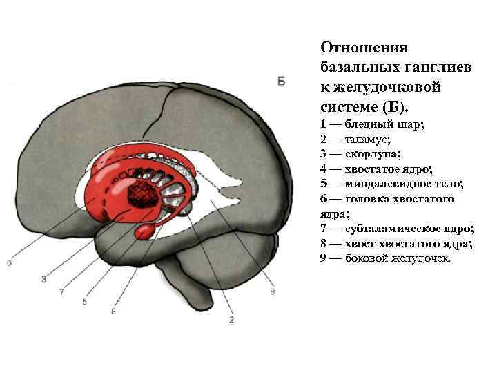 Базальные ганглии мозга. Строение головного мозга базальные ганглии. Базальные ганглии конечного мозга. Базальные ганглии ядра. Базальные ганглии строение полосатое тело.