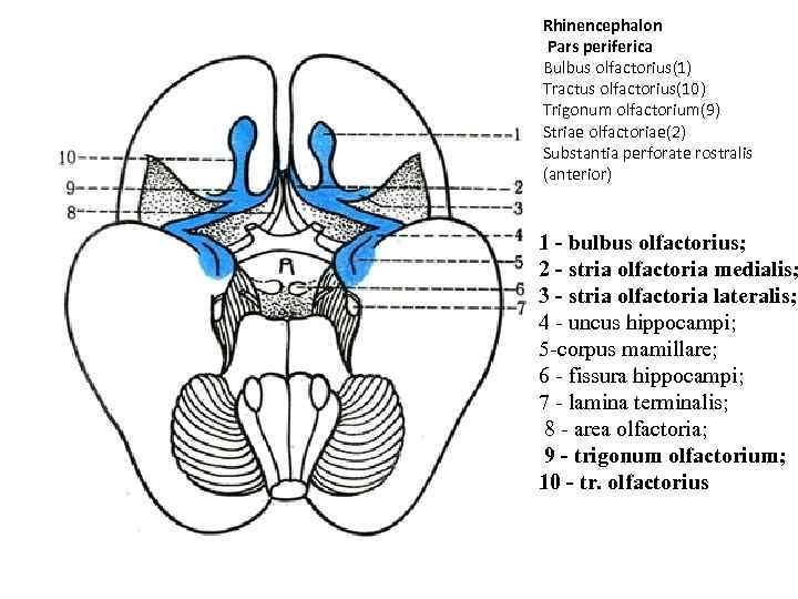 Обонятельные доли мозга. Периферический отдел обонятельного мозга. Обонятельный мозг анатомия. Tractus olfactorius - обонятельный тракт. Rhinencephalon Bulbus olfactorius.