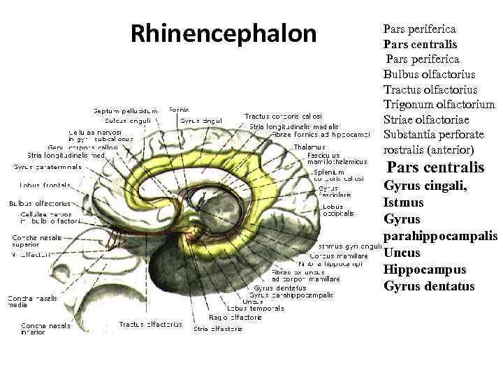 Rhinencephalon Pars periferica Pars centralis Pars periferica Bulbus olfactorius Tractus olfactorius Trigonum olfactorium Striae