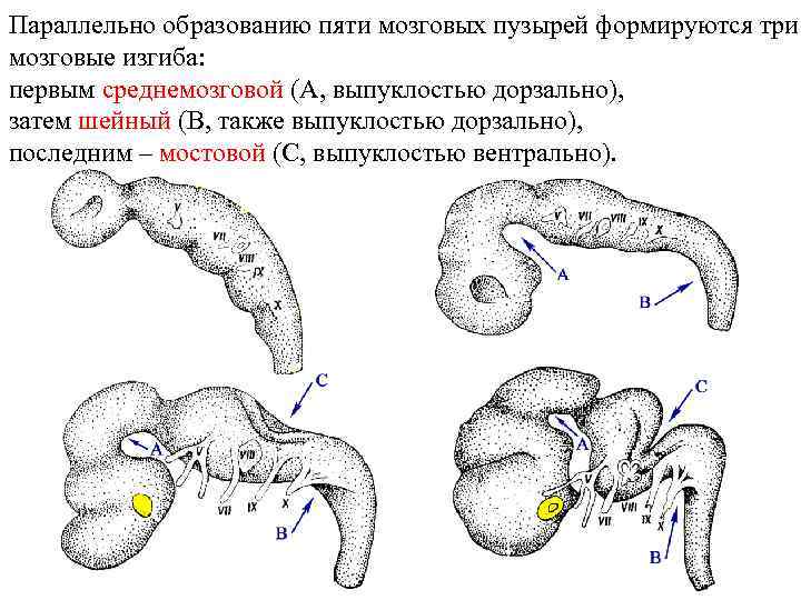 Параллельно образованию пяти мозговых пузырей формируются три мозговые изгиба: первым среднемозговой (А, выпуклостью дорзально),