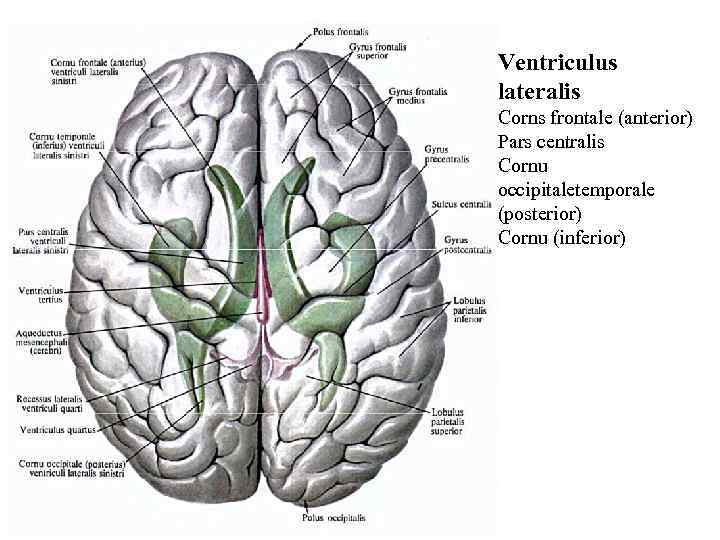 Ventriculus lateralis Corns frontale (anterior) Pars centralis Cornu occipitaletemporale (posterior) Cornu (inferior) 