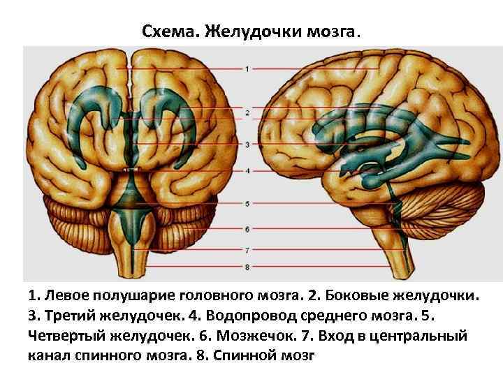 Желудочки среднего мозга. 4 Желудочек головного мозга анатомия. Третий желудочек головного мозга анатомия. 3 Желудочек головного мозга строение. Третий желудочек головного мозга анатомия строение.