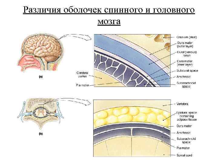 Различия оболочек спинного и головного мозга 