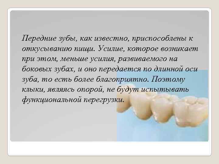 Передние зубы, как известно, приспособлены к откусыванию пищи. Усилие, которое возникает при этом, меньше