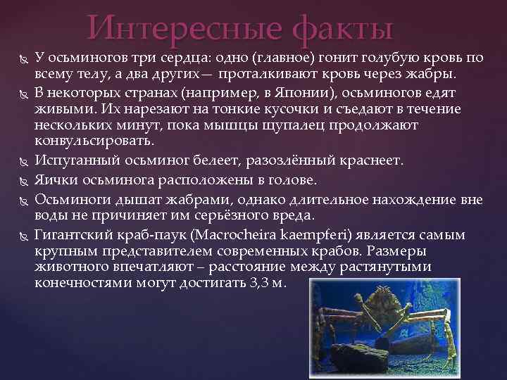 Интересные факты У осьминогов три сердца: одно (главное) гонит голубую кровь по всему телу,