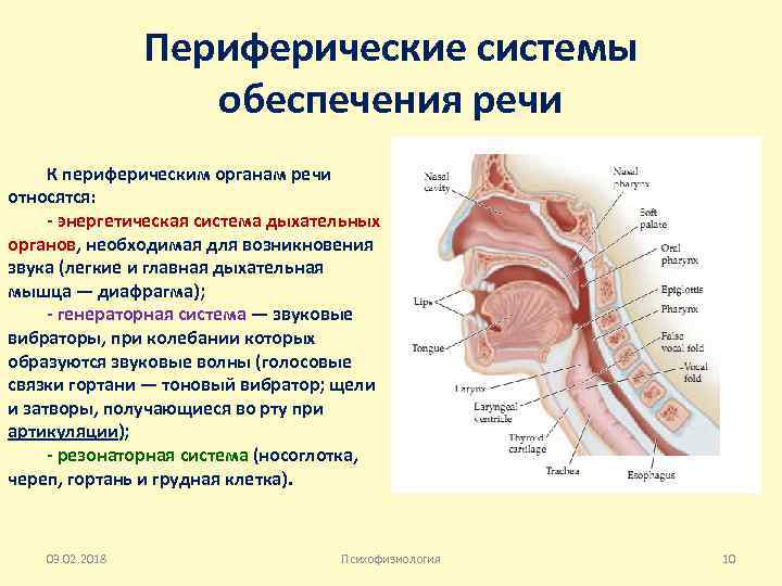Периферические системы обеспечения речи К периферическим органам речи относятся: - энергетическая система дыхательных органов,