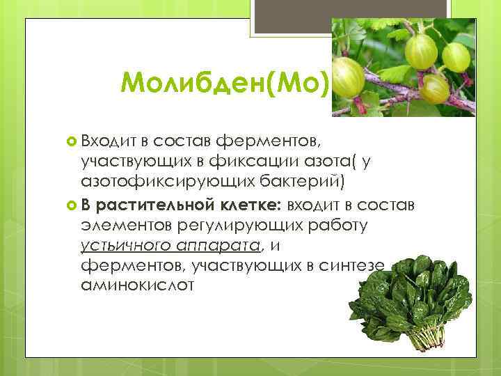 Молибден(Mo) Входит в состав ферментов, участвующих в фиксации азота( у азотофиксирующих бактерий) В растительной