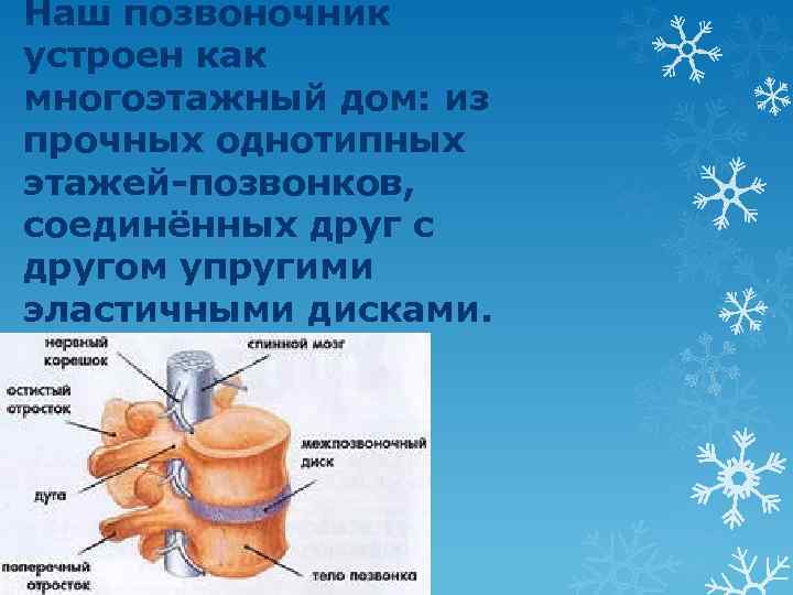 Наш позвоночник устроен как многоэтажный дом: из прочных однотипных этажей-позвонков, соединённых друг с другом