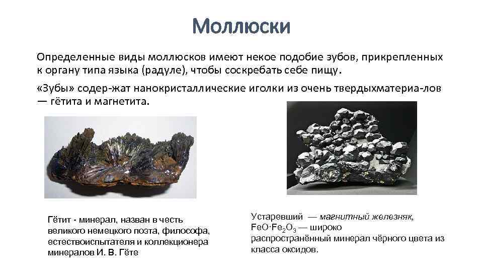 Моллюски Определенные виды моллюсков имеют некое подобие зубов, прикрепленных к органу типа языка (радуле),