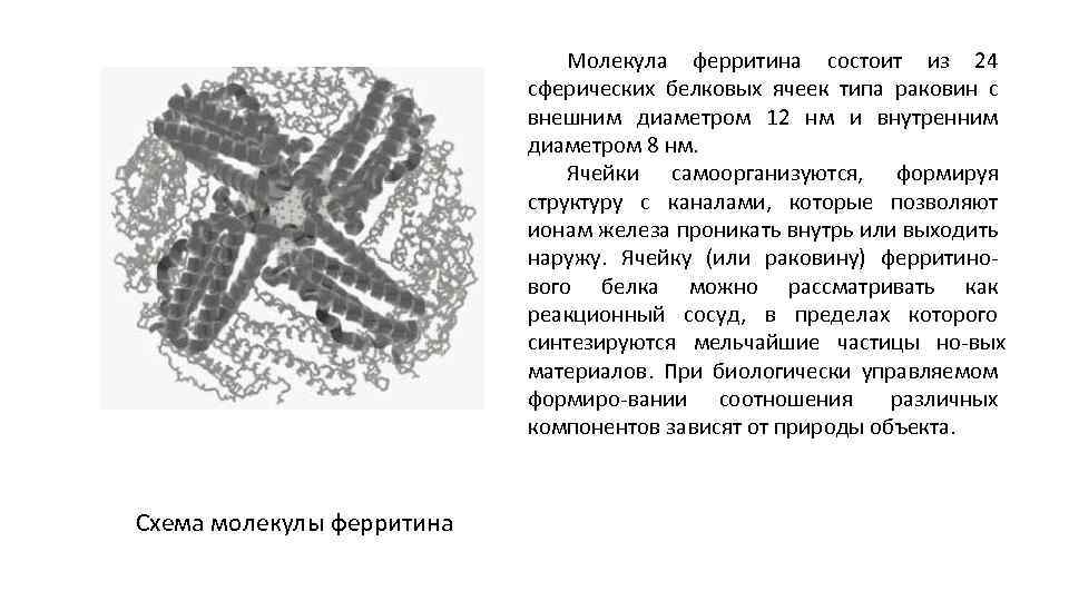 Молекула ферритина состоит из 24 сферических белковых ячеек типа раковин с внешним диаметром 12