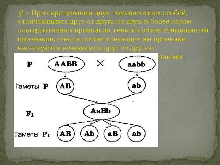 Гомозиготных особей