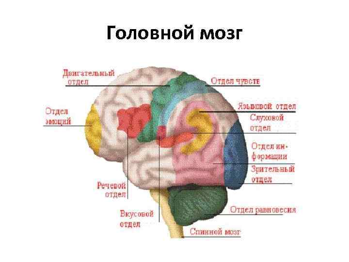 Головной мозг 