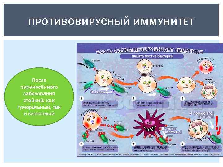 ПРОТИВОВИРУСНЫЙ ИММУНИТЕТ После перенесённого заболевания стойкий: как гуморальный, так и клеточный 