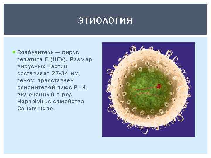 ЭТИОЛОГИЯ Возбудитель — вирус гепатита Е (HEV). Размер вирусных частиц составляет 27 -34 нм,