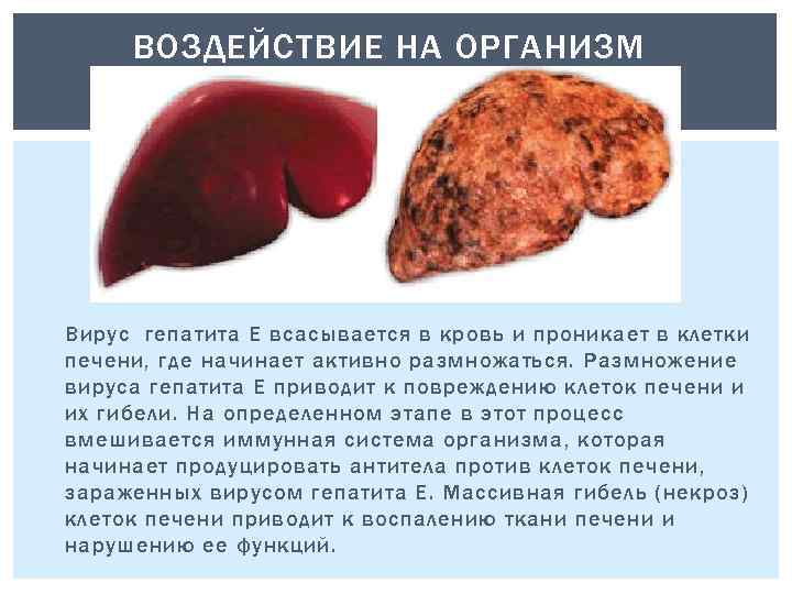 ВОЗДЕЙСТВИЕ НА ОРГАНИЗМ Вирус гепатита Е всасывается в кровь и проникает в клетки печени,