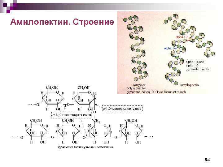 Амилопектин. Строение 54 