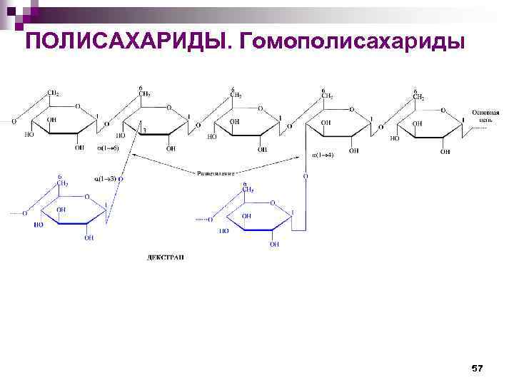 ПОЛИСАХАРИДЫ. Гомополисахариды 57 