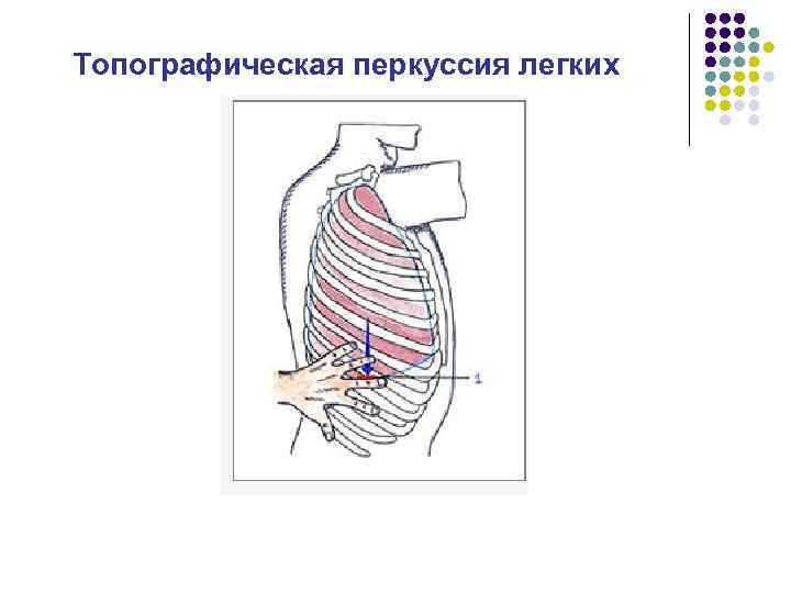 Топографическая перкуссия. Топографическая перкуссия легких схема. Топографическая перкуссия органов дыхания. Топографическая перкуссия при гидротораксе. Топографическая перкуссия легких норма у гиперстеников.