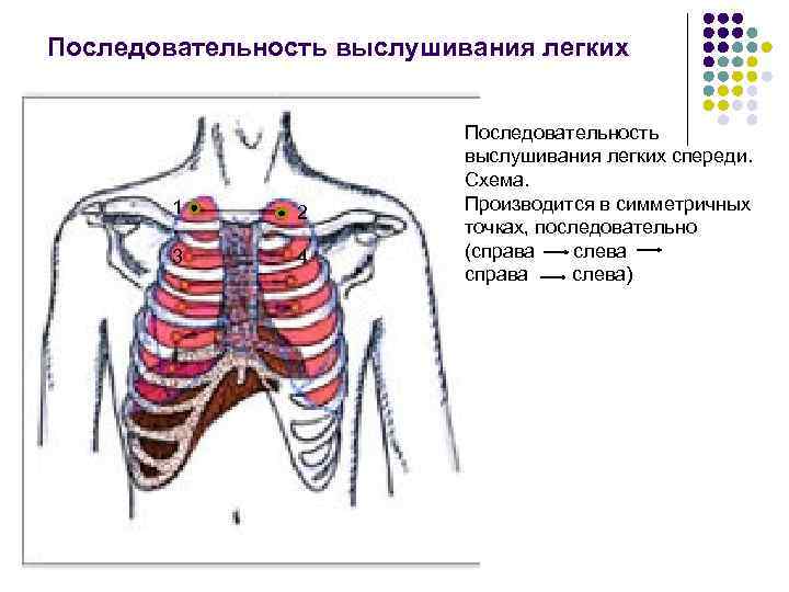 Схема аускультации легких