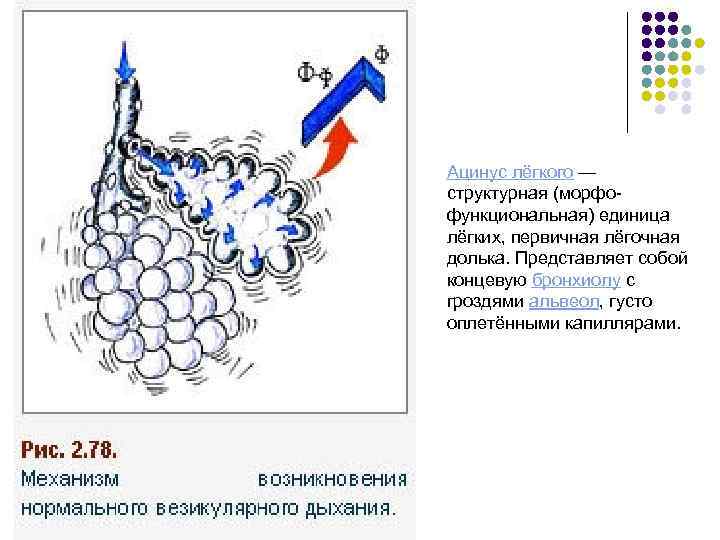 Ацинус лёгкого — структурная (морфофункциональная) единица лёгких, первичная лёгочная долька. Представляет собой концевую бронхиолу