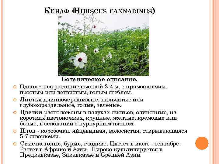 КЕНАФ ( IBISCUS CANNABINUS) H Ботаническое описание. Однолетнее растение высотой 3 -4 м, с