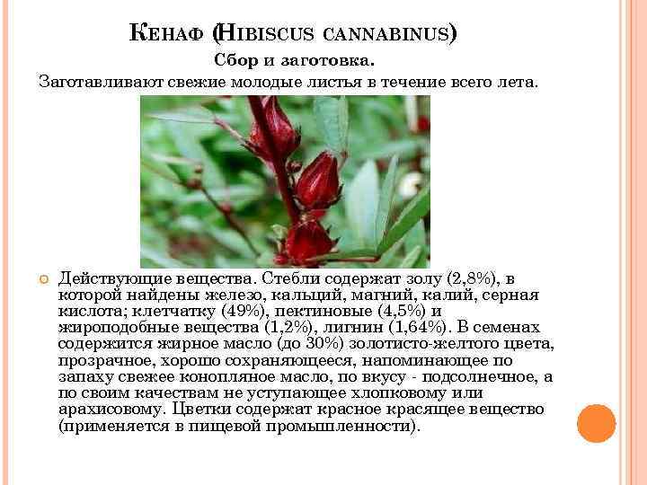 КЕНАФ ( IBISCUS CANNABINUS) H Сбор и заготовка. Заготавливают свежие молодые листья в течение