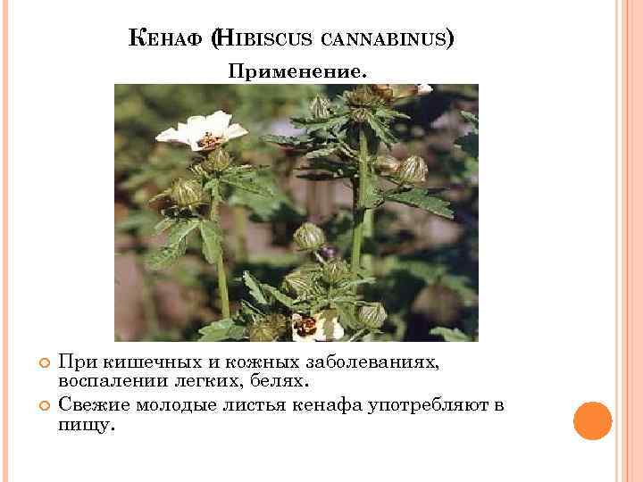 КЕНАФ ( IBISCUS CANNABINUS) H Применение. При кишечных и кожных заболеваниях, воспалении легких, белях.