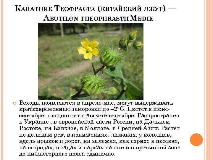 КАНАТНИК ТЕОФРАСТА (КИТАЙСКИЙ ДЖУТ) — ABUTILON THEOPHRASTII MEDIK Всходы появляются в апреле-мае, могут выдерживать