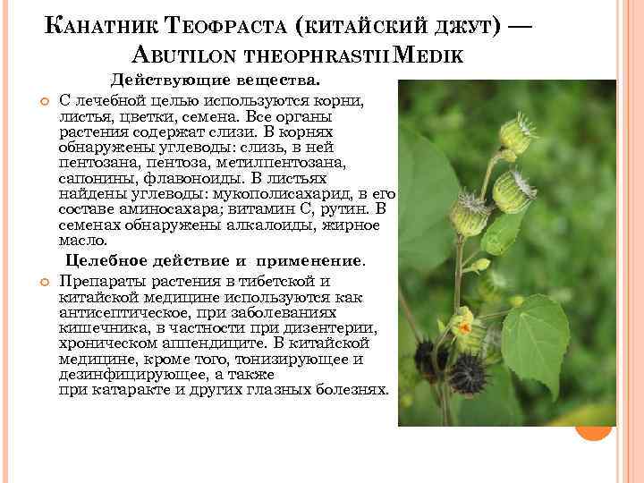 КАНАТНИК ТЕОФРАСТА (КИТАЙСКИЙ ДЖУТ) — ABUTILON THEOPHRASTII MEDIK Действующие вещества. С лечебной целью используются