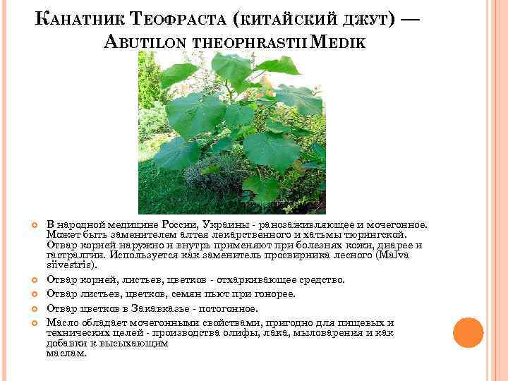 КАНАТНИК ТЕОФРАСТА (КИТАЙСКИЙ ДЖУТ) — ABUTILON THEOPHRASTII MEDIK В народной медицине России, Украины -