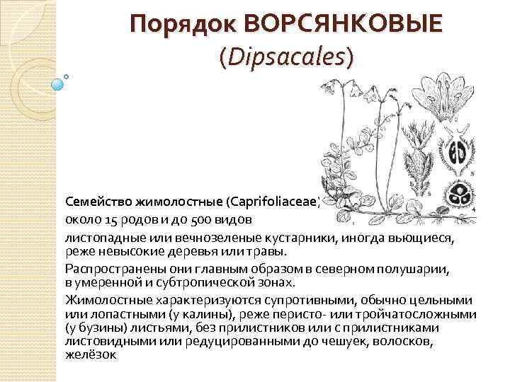 Порядок ВОРСЯНКОВЫЕ (Dipsacales) Семейство жимолостные (Caprifoliaceae) около 15 родов и до 500 видов листопадные