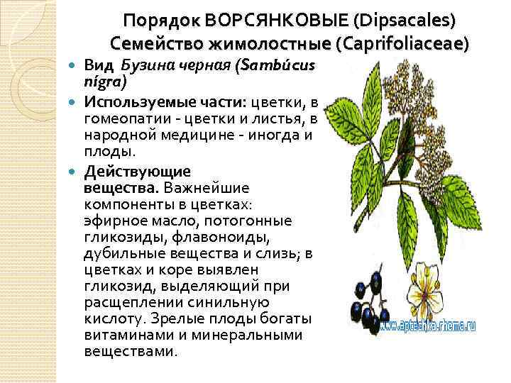 Порядок ВОРСЯНКОВЫЕ (Dipsacales) Семейство жимолостные (Caprifoliaceae) Вид Бузина черная (Sambúcus nígra) Используемые части: цветки,