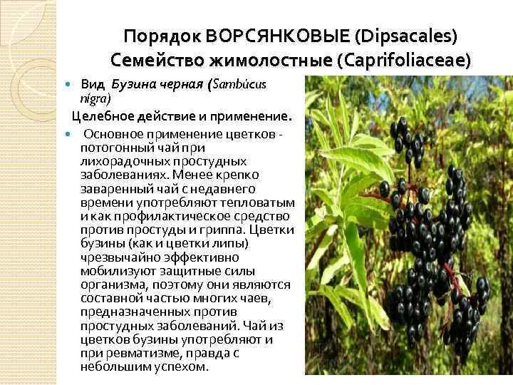 Порядок ВОРСЯНКОВЫЕ (Dipsacales) Семейство жимолостные (Caprifoliaceae) Вид Бузина черная (Sambúcus nígra) Целебное действие и