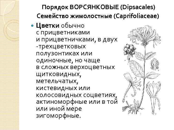 Семейство жимолостные презентация