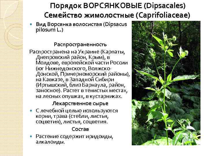 Порядок ВОРСЯНКОВЫЕ (Dipsacales) Семейство жимолостные (Caprifoliaceae) Вид Ворсянка волосистая (Dipsacus pilosum L. ) Распространенность